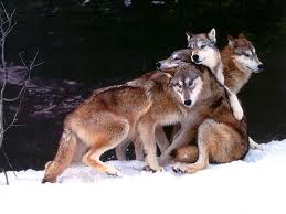 A group of Timber Wolves