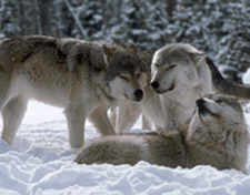 Pack Structure